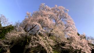preview picture of video '徳島で遊ぶ 吉良のエドヒガン桜 2012'
