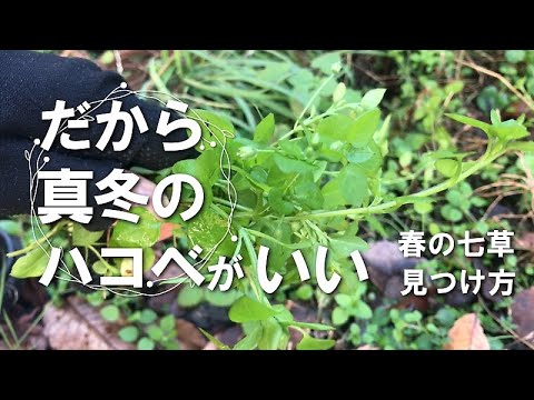 ハコベ 植物