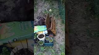 un matin après la tempête #campagne #animaux #vlog