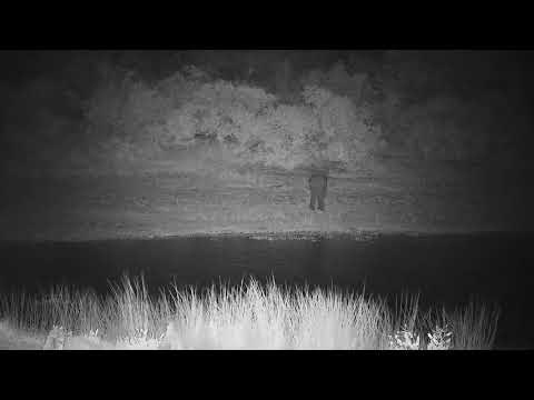 Djuma: Small group of Elephants - 20:45 - 03/03/2022