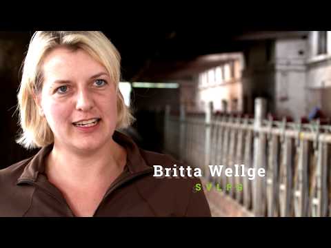 Sicherer Umgang mit Rindern - Der Fangstand