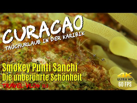 Tauchen auf CURACAO - Smokey Punti Sanchi "Unberührte Schönheit" 4K/60FPS 🐡 Newport
