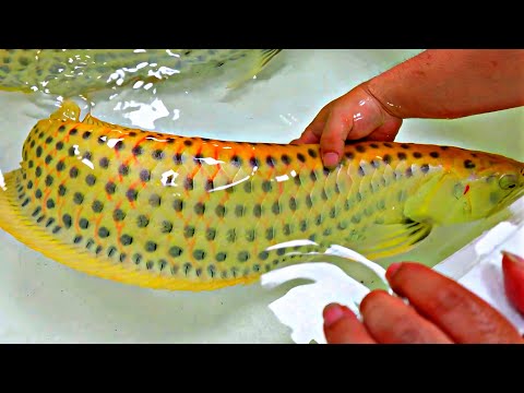 EXPLORING ASIA’S “TOP 10” RARE FISH YOU WON’T BELIEVE EXIST