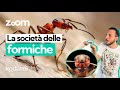 Ant Society How The Anthill Works