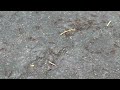 One Giant Ant Swarm in the Driveway in Brielle, NJ