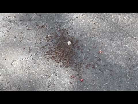 One Giant Ant Swarm in the Driveway in Brielle, NJ