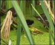 Ducks on a Pond 