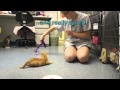 El gatito con las patas del revés ya puede caminar