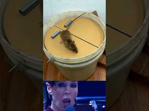 Best mice home made trap 💯 #trap #shorts #trending #amazing #funny #mouse #rat