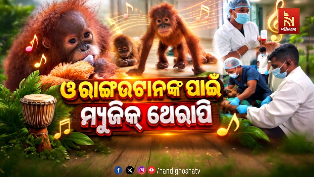 ଓରାଙ୍ଗ ଉଟାନଙ୍କ ପାଇଁ ମ୍ୟୁଜିକ ଥେରାପି