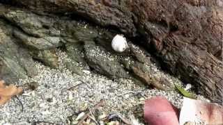 preview picture of video 'Terrestrial Hermit Crabs at Riu Bachata in Puerto Plata'