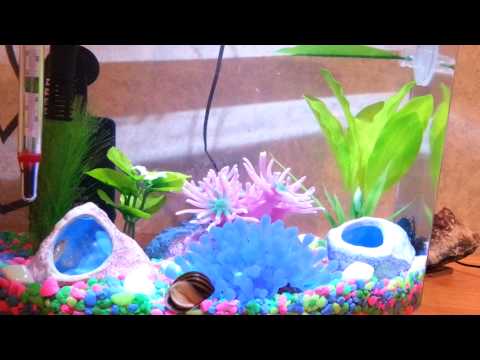 Betta fish tank with zebra snail