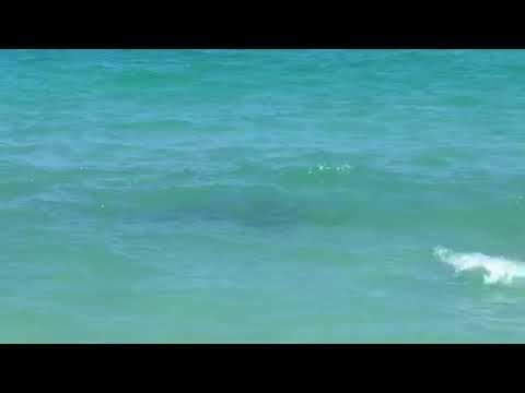 Shark sighting in Hollywood Beach, FL. April 26th 2018
