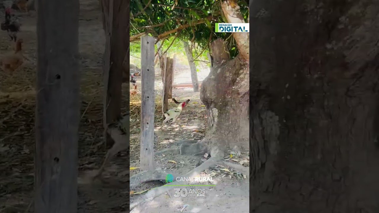 Mulher tenta pegar galo em propriedade e acaba cercada por outros animais