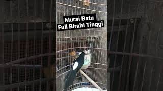 Download lagu Murai Batu Full Birahi Tinggi Minta Kawin mp3
