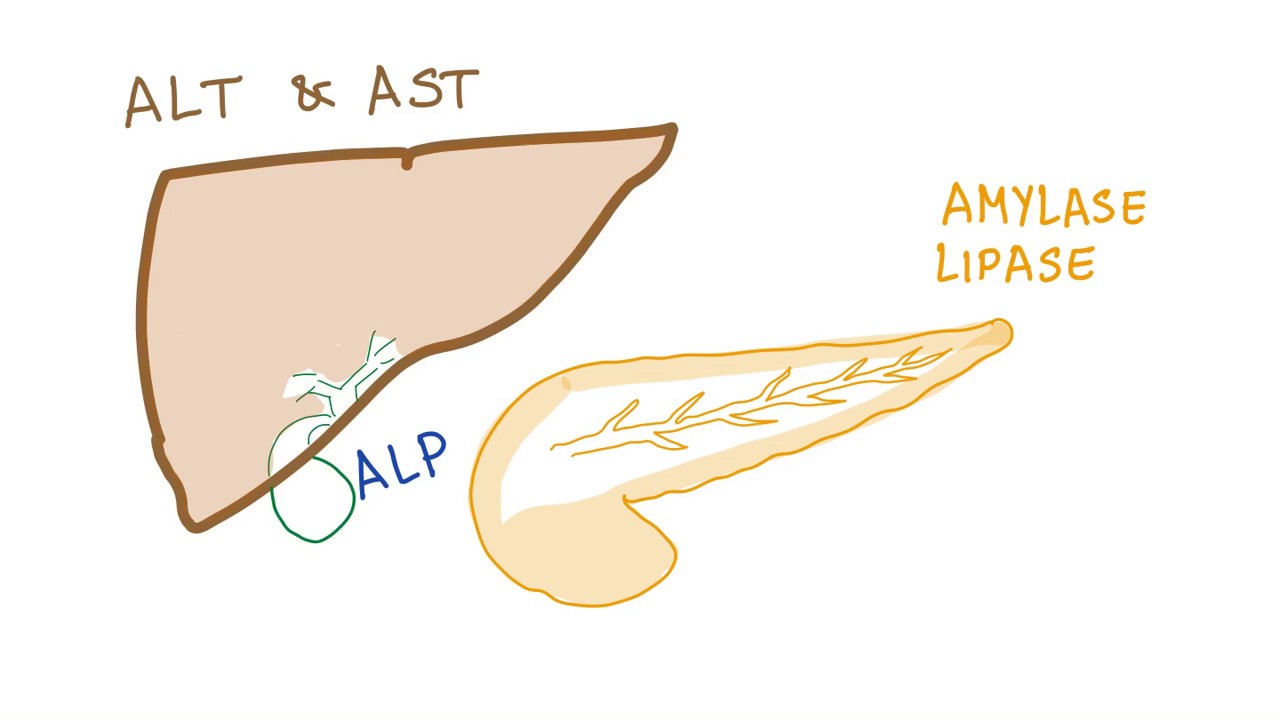 Liver and pancreatic enzymes explained | AST, ALT, GGT, ALP, Amylase & Lipase