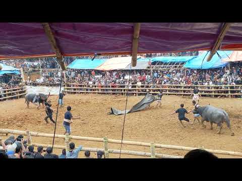 Gurita Puma (Lost) Vs Jeta Inces Kalaulu