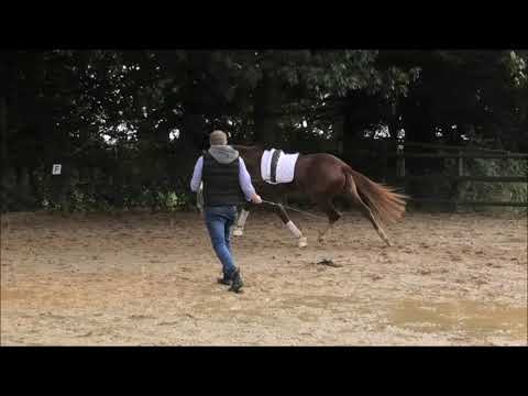 Junghengst von Benicio - Foundation - Fürst Heinrich