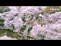 Cherry Blossoms Come Out In Hunan Botanical Garden