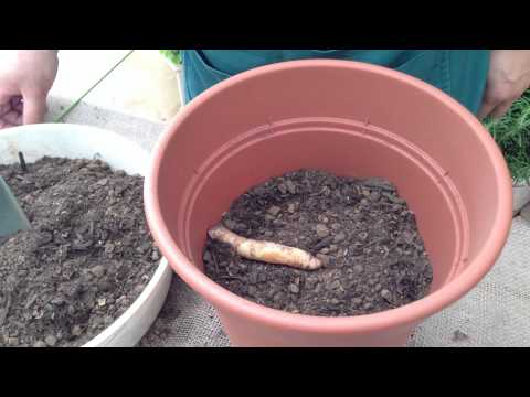 グロリオサ、栄光の冠 植物