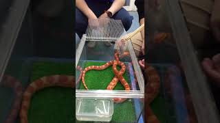 ヘビの捕食シーン