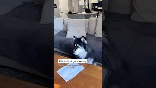 my husky thought his letter was going to Santa… #husky #huskies #dogvideos