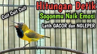 Download lagu CUIT CUIT SOGON GACOR PENAIK EMOSI, PANCINGAN SOGON TROTOL GACOR LATIH CEPAT NEMBAK FULL ISIAN KASAR mp3