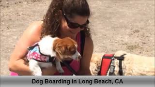 preview picture of video 'Dog Boarding Long Beach CA Colees Pet Care'
