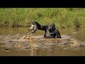 Gorilla At The Middle Of River To Attack On A Crocodile