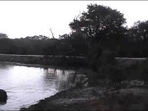 Hippo goes into water at Djuma 6-7-13 12:18 am