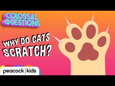 YouTube video about: Why do cats scratch on mirrors?