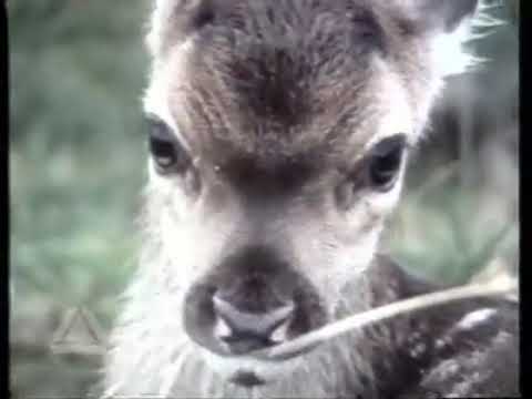 BBC1 Continuity - 29th December 1978