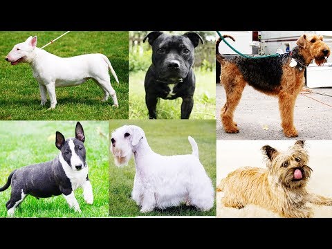 All Terrier Dog Breeds List In The World (A to Z)
