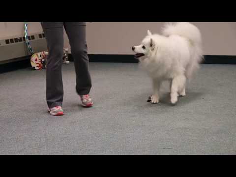 American Eskimo Dog's comedy routine