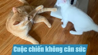 Cuộc chiến không cân sức giữa 2 đồng meo Mít và Gạo.