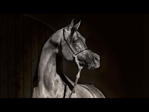 Equator - Arabian horse