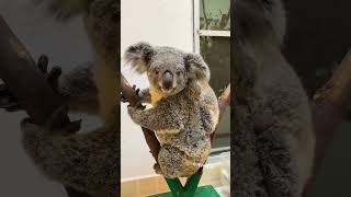 Download lagu Baby Koala Clings to Mother π¨ mp3 Download lagu Baby Koala Clings to Mother π¨ mp3