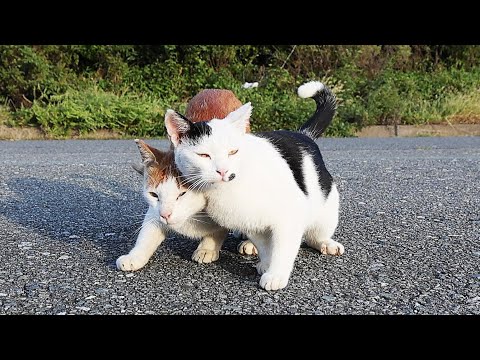 空腹状態 凶暴な猫にご飯をあげると・・・ さくらねこへのエサやり