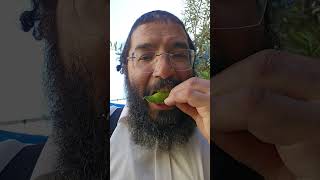 קטיפת פול בשל