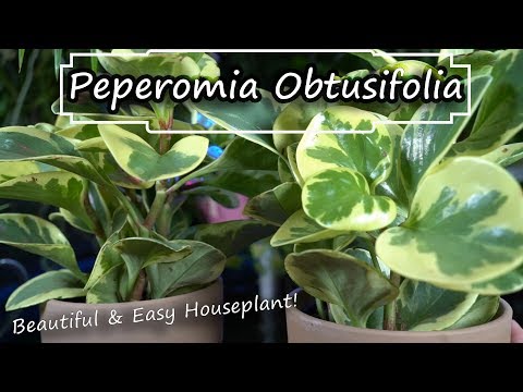 download lagu mp3 mp4 Pictures Of Peperomia Plants, download lagu Pictures Of Peperomia Plants gratis, unduh video klip Pictures Of Peperomia Plants