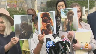 Family Accused Of Breeding, Selling Sick Puppies Dyed To Look Like Designer Dogs