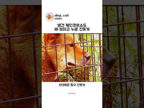 맹견 케인코르소도 눕혀버린 진돗개