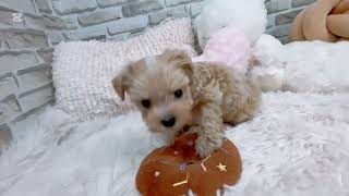 ハーフ犬の動画01