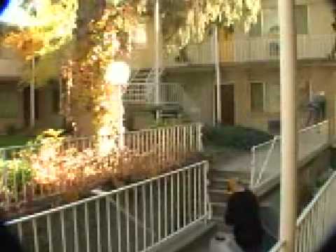 5050 Mike Aitken BMX thats it