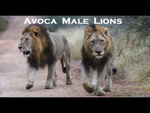 Lions ¦ AVOCA (Rulers of Sabi Sand) #lion