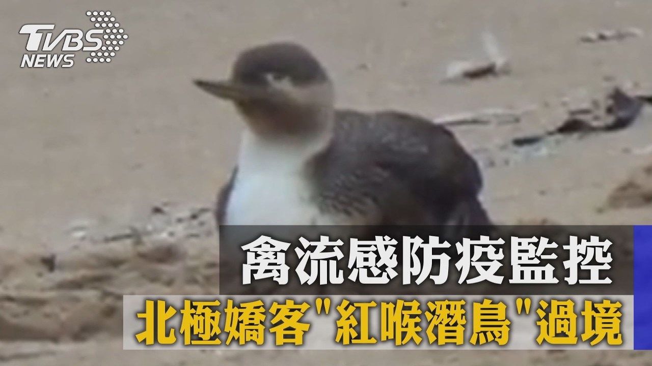 北極嬌客「紅喉潛鳥」過境 禽流感防疫監控