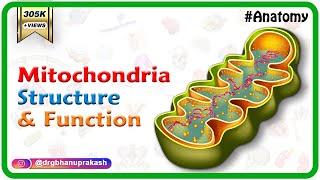 Mitochondria structure and function  | Cell Physiology medical animation