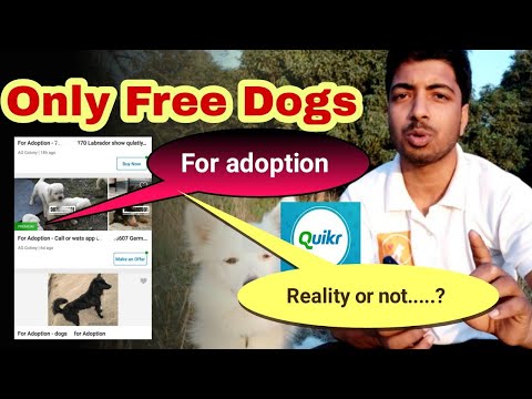 download lagu mp3 mp4 Free Dog Adoption In Mumbai Thane, download lagu Free Dog Adoption In Mumbai Thane gratis, unduh video klip Free Dog Adoption In Mumbai Thane