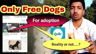 Why dogs for free adoptation is showing on quicker.