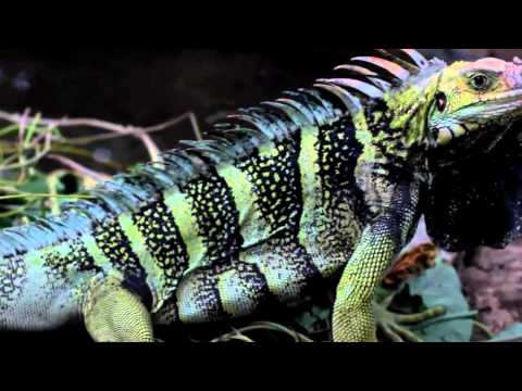 Mongstar - St Lucia We Love (Official Music Video 2013)